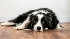 Spürt ein Hund Groll gegenüber seinem Besitzer: Wie äußert sich das?